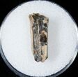 Tyrannosaurid Tooth Fragment - Montana #15206-1